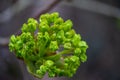 A Majestic Maple: Acer Platanoides in Full Bloom