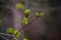 A Majestic Maple: Acer Platanoides in Full Bloom