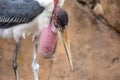 Marabou Stork (Leptoptilos crumenifer) in Tanzania