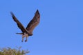 Majestic martial eagle take off from thorn tree to hunt blue Kalahari sky