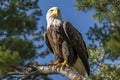 bald eagle on the branch generate by AI