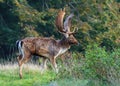 Fallow Deer Buck - Dama dama, searching for rivals.