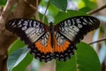 majestic monarch butterfly, with its bright orange and black wings, fluttering among the leaves of a tree Royalty Free Stock Photo