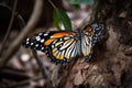 majestic monarch butterfly, with its bright orange and black wings, fluttering among the leaves of a tree Royalty Free Stock Photo