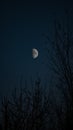 Majestic moon over the trees