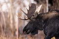 Majestic moose with impressive antlers is walking through a lush forest