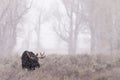 Majestic moose is standing in a field of grass with its backdrop of barren trees