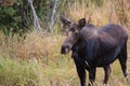 Majestic moose stands in a dry grassy field