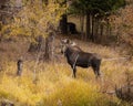 Majestic moose stands in a forest setting surrounded by golden foliage