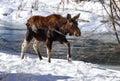 Majestic moose stands in the snow next to a tranquil lake