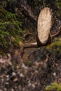 Majestic moose stands tall in a scenic forest setting