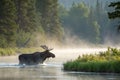 Majestic moose wading through misty river, serene forest background Royalty Free Stock Photo
