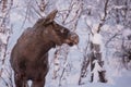 Majestic moose is wading through a winter wonderland.