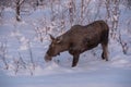 Majestic moose is wading through a winter wonderland.