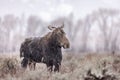 Majestic moose is walking through a snow-covered brush in a winter landscape