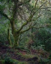 Majestic mossy old oak with an evocative anthropomorphic attitude Royalty Free Stock Photo