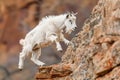 Majestic Mountain Goat Climbing Steep Rocky Cliff in Natural Wildlife Habitat