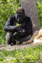 Majestic mountain gorilla sits in its natural habitat enjoying a meal