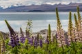 Majestic mountain with llupins blooming, Lake Tekapo, New Zealand