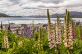 Majestic mountain with llupins blooming, Lake Tekapo, New Zealand