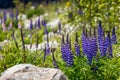 Majestic mountain with llupins blooming, Lake Tekapo, New Zealand