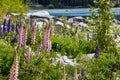 Majestic mountain with llupins blooming, Lake Tekapo, New Zealand