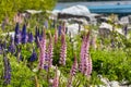 Majestic mountain with llupins blooming, Lake Tekapo, New Zealand