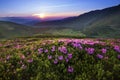 Majestic mountain sunset landscape with purple sky view and Rhododendron flowers Royalty Free Stock Photo