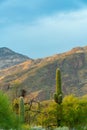 Majestic mountains in late afternoon or early morning sun with saguaro cactus and desert trees in tuscon arizona Royalty Free Stock Photo