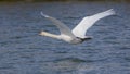 Majestic Mute swan bird flying low just above water with large wings spread out Royalty Free Stock Photo