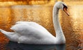 Majestic mute swan floating on the water surface Royalty Free Stock Photo
