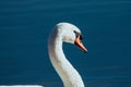 Majestic mute swan isolated on a blue backdrop. Royalty Free Stock Photo