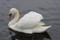 Majestic Mute Swan