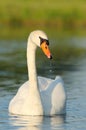 Majestic mute swan on the water Royalty Free Stock Photo