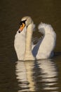 Majestic mute white swan swimming the tranquil body of water on a sunny day Royalty Free Stock Photo