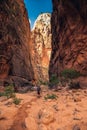 The Majestic Narrows of Zion National Park, Utah