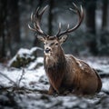 Majestic Noble Deer in Winter Wonderland