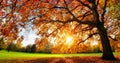 Majestic oak tree at autumn sunset Royalty Free Stock Photo