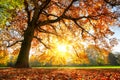 Majestic oak tree at autumn sunset