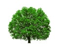 Majestic oak tree isolated