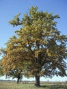 Majestic oak tree on a sunny autumn day. A large branching tree, autumn landscape