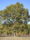 Majestic oak tree on a sunny autumn day. A large branching tree, autumn landscape. Big autumn tree