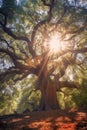 majestic oak tree with sunrays filtering through branches