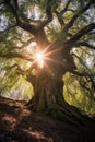 majestic oak tree with sunrays filtering through branches