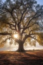 majestic oak tree with sunrays filtering through branches