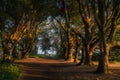 Majestic oak trees illuminated by sunlight Royalty Free Stock Photo