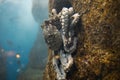 Majestic Ocean Octopuses: Enchanting Wildlife of the Deep Sea