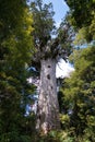 Majestic old-growth kauri tree stands tall in a lush forest setting. New Zealand. Royalty Free Stock Photo