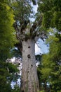 Majestic old-growth kauri tree stands tall in a lush forest setting. New Zealand. Royalty Free Stock Photo