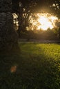 A majestic old tree in the rays of the sun